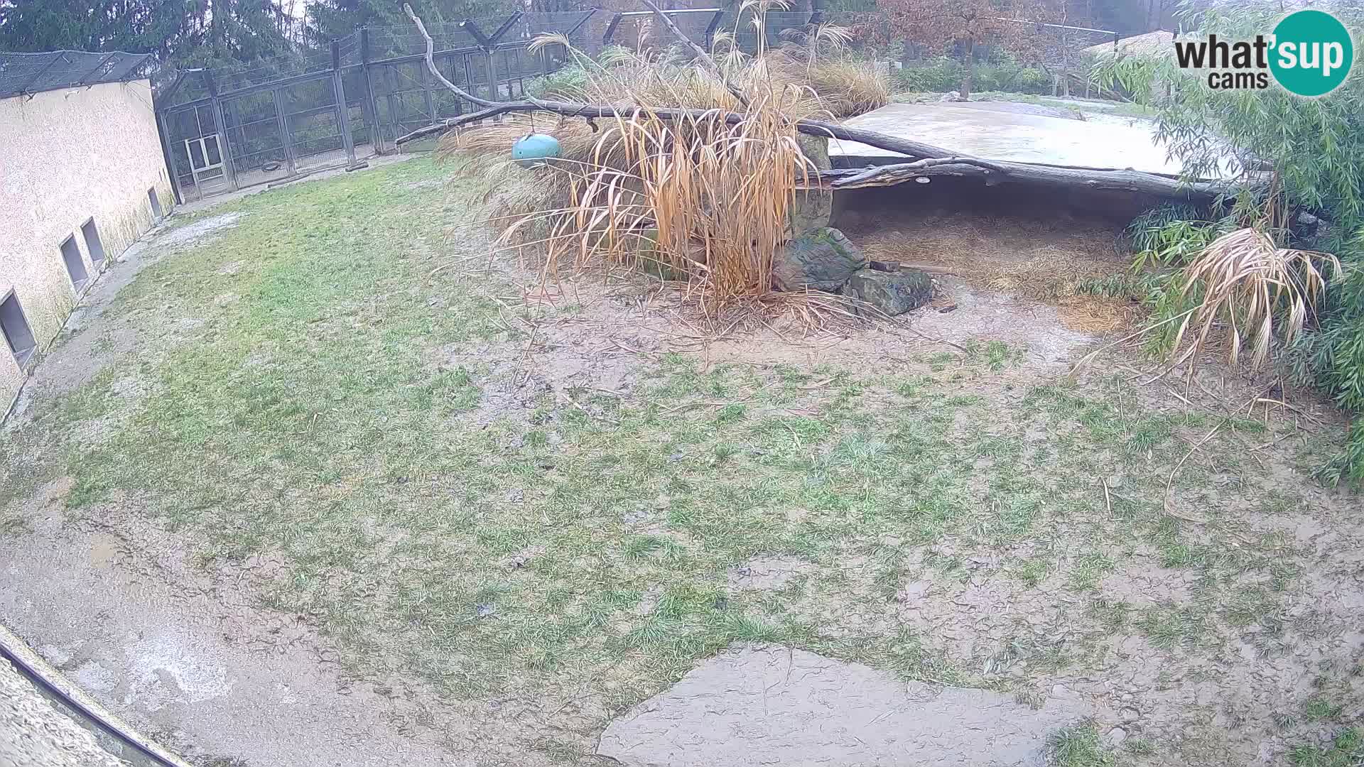 LEON Webcam en vivo en Ljubljana Zoo – Eslovenia