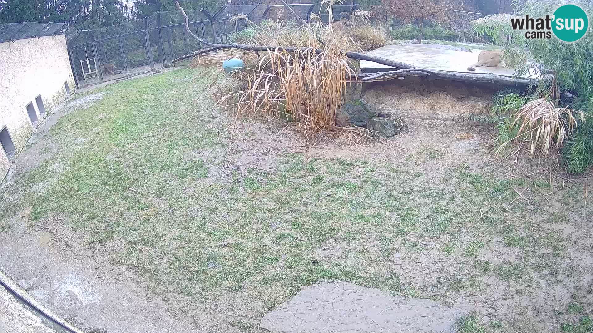 Löwe live Webcam im Zoo von Ljubljana – Slowenien