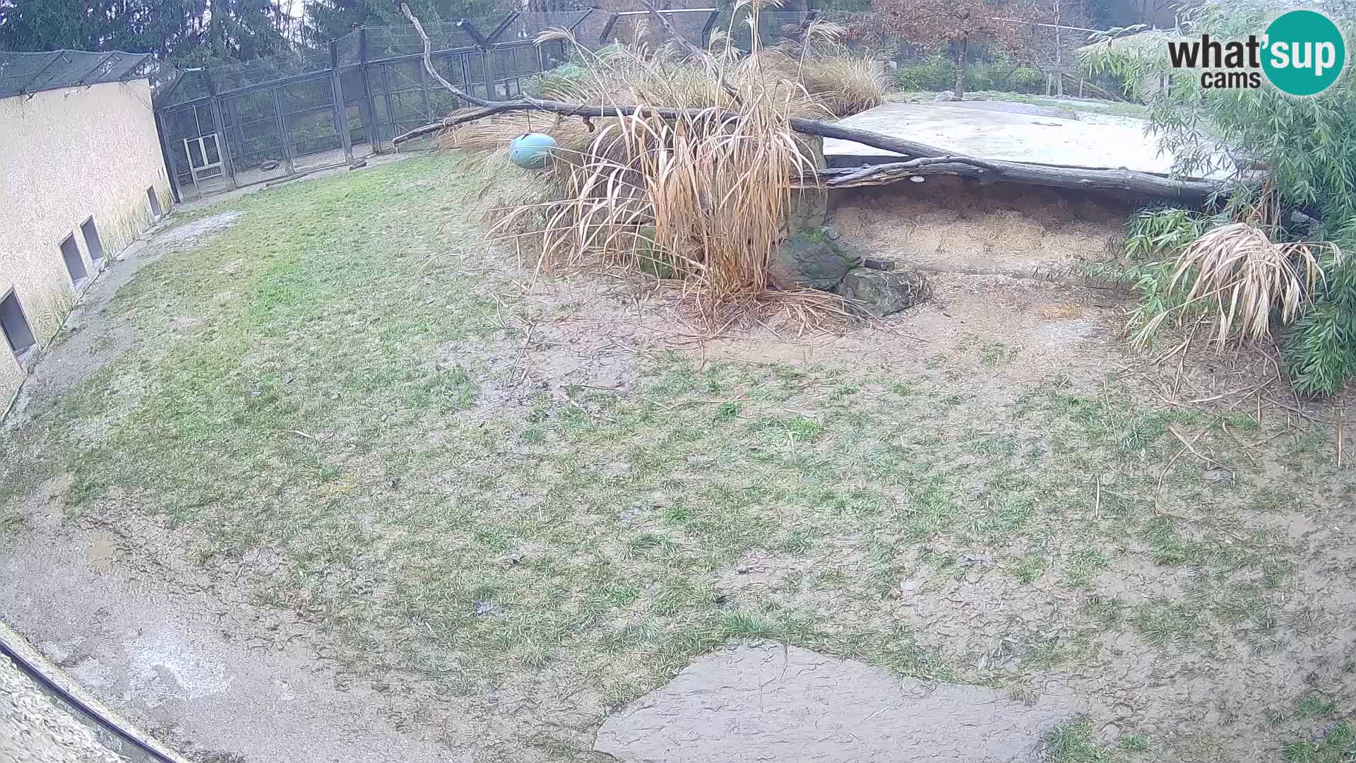 Löwe live Webcam im Zoo von Ljubljana – Slowenien