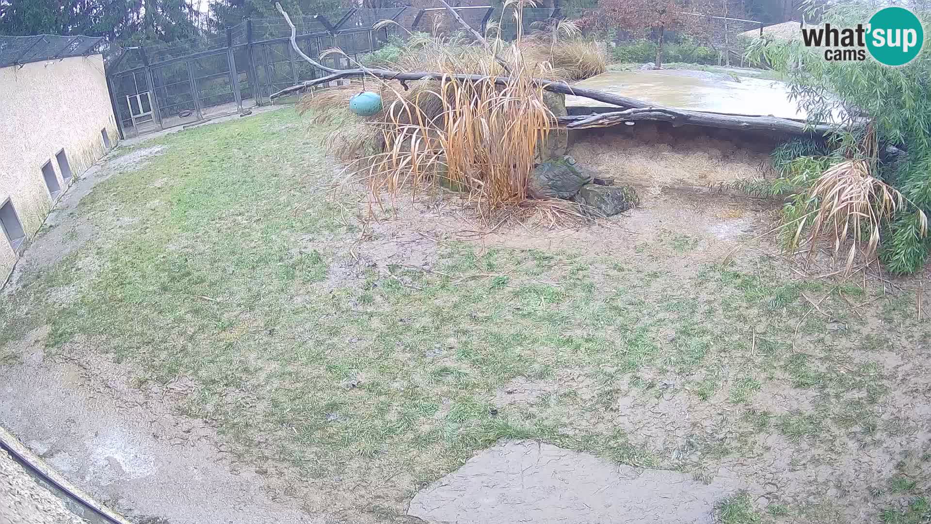 Lavovi web kamera uživo u ljubljanskom zoološkom vrtu – Slovenija