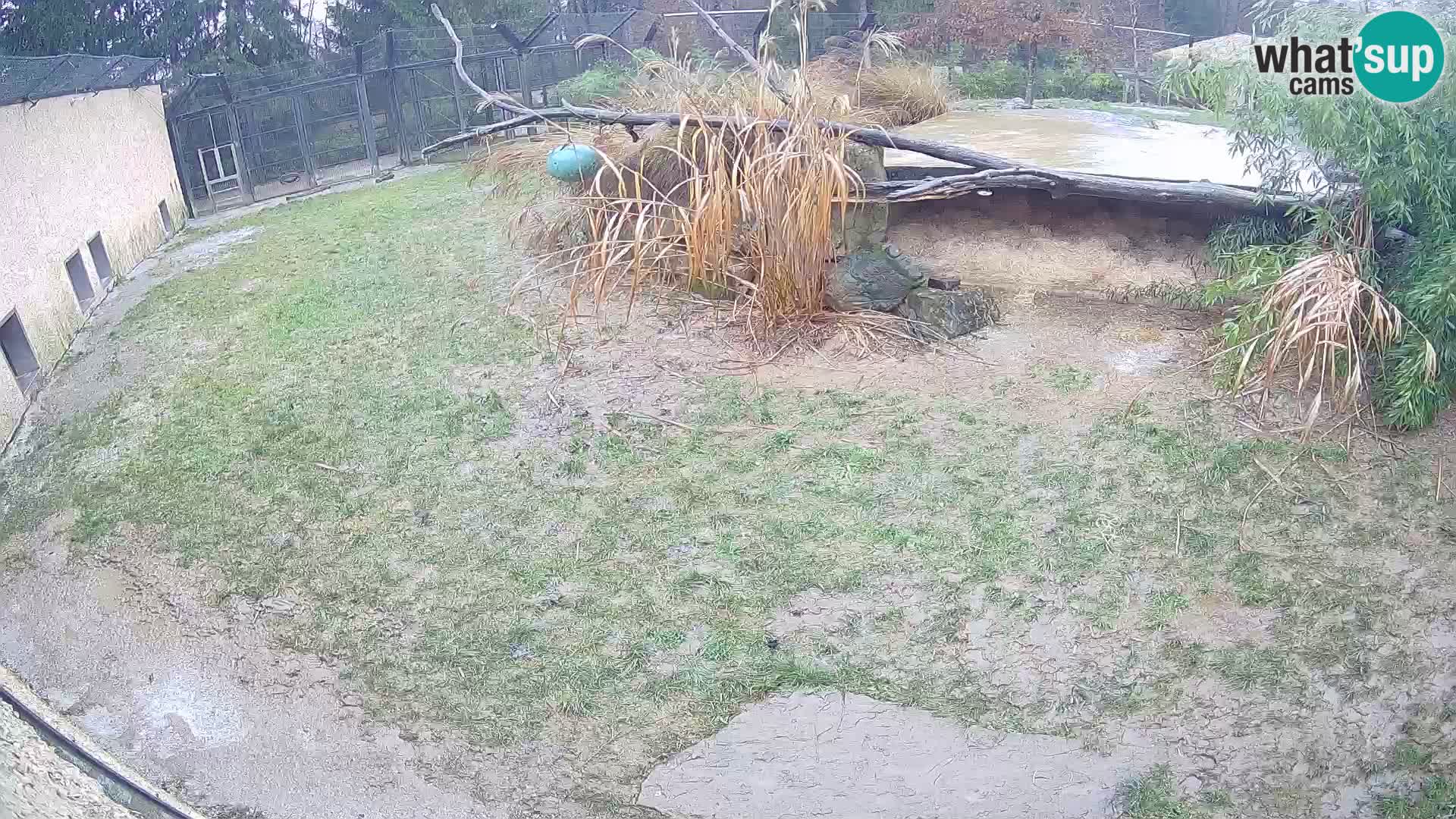 Löwe live Webcam im Zoo von Ljubljana – Slowenien