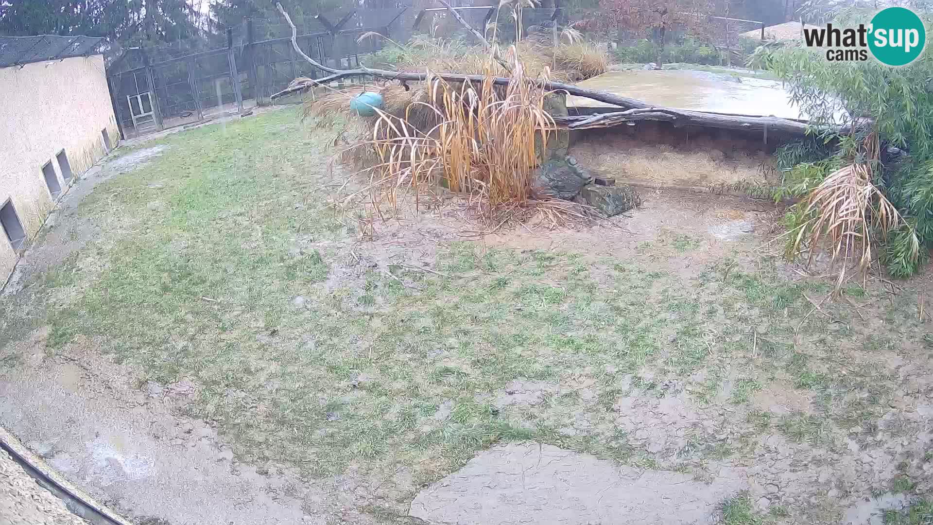 Löwe live Webcam im Zoo von Ljubljana – Slowenien