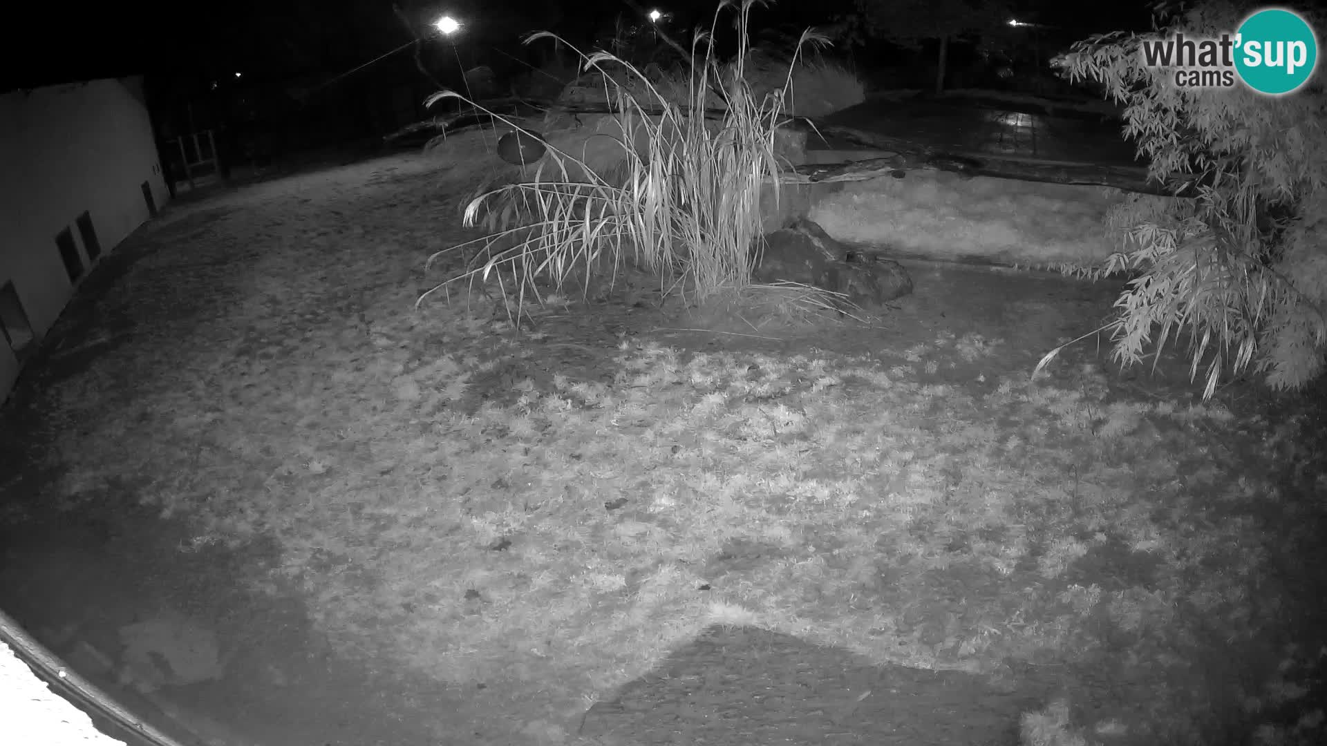 Löwe live Webcam im Zoo von Ljubljana – Slowenien