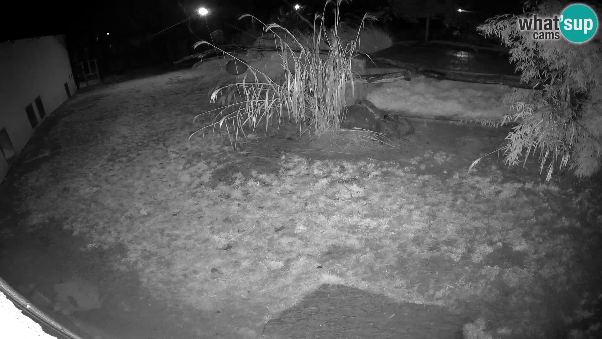 LEON Webcam en vivo en Ljubljana Zoo – Eslovenia