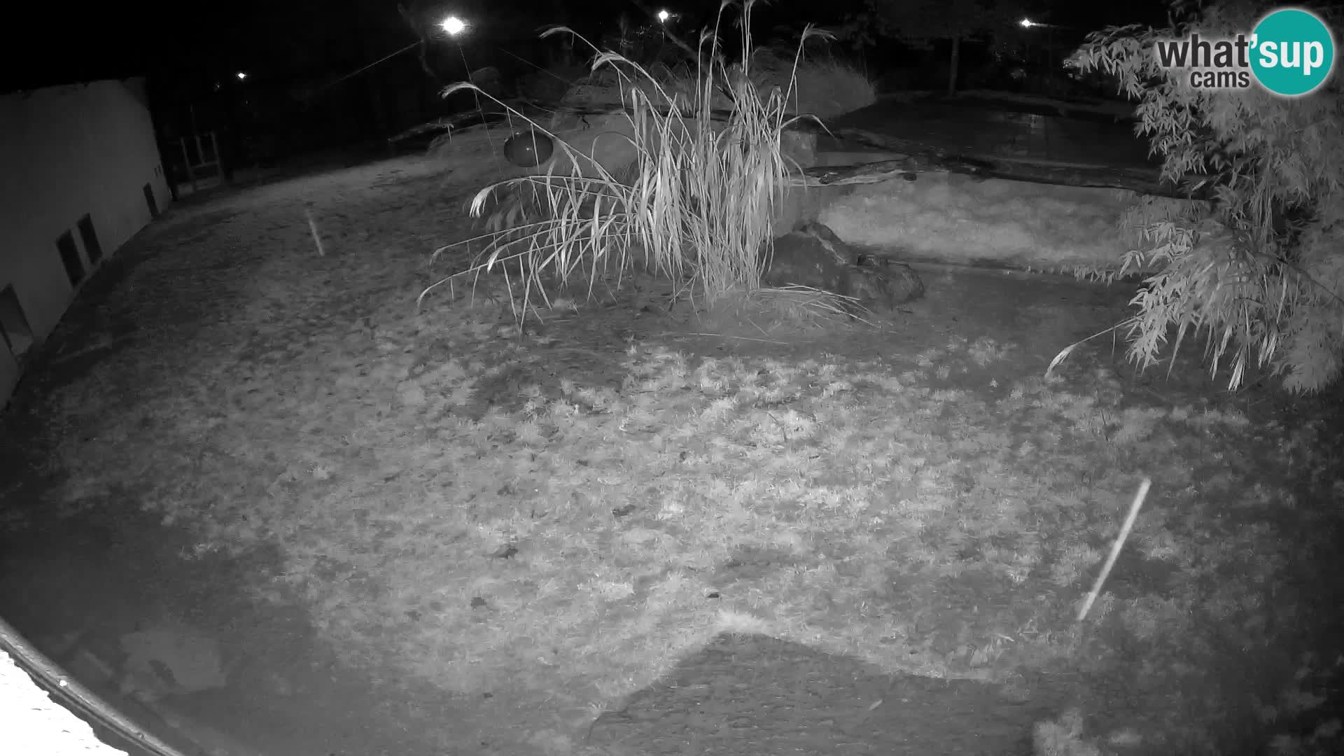 Lavovi web kamera uživo u ljubljanskom zoološkom vrtu – Slovenija