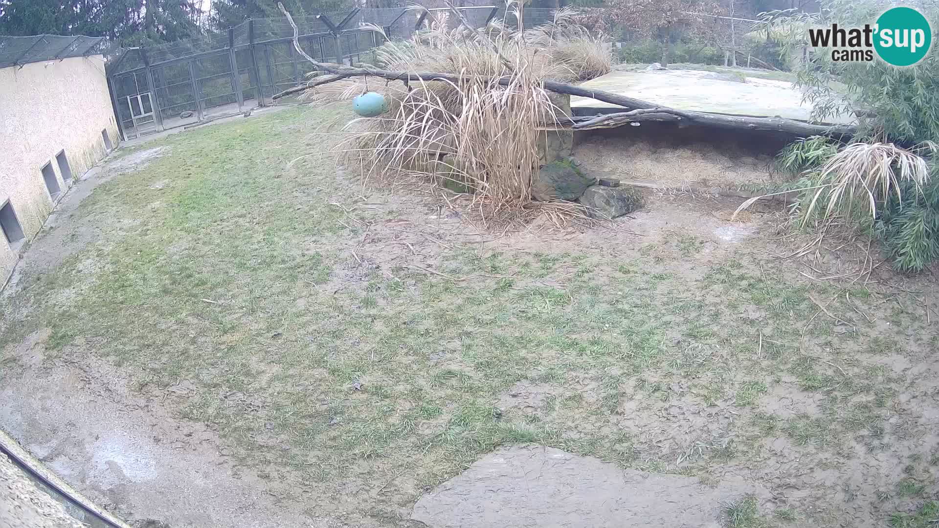 Lavovi web kamera uživo u ljubljanskom zoološkom vrtu – Slovenija