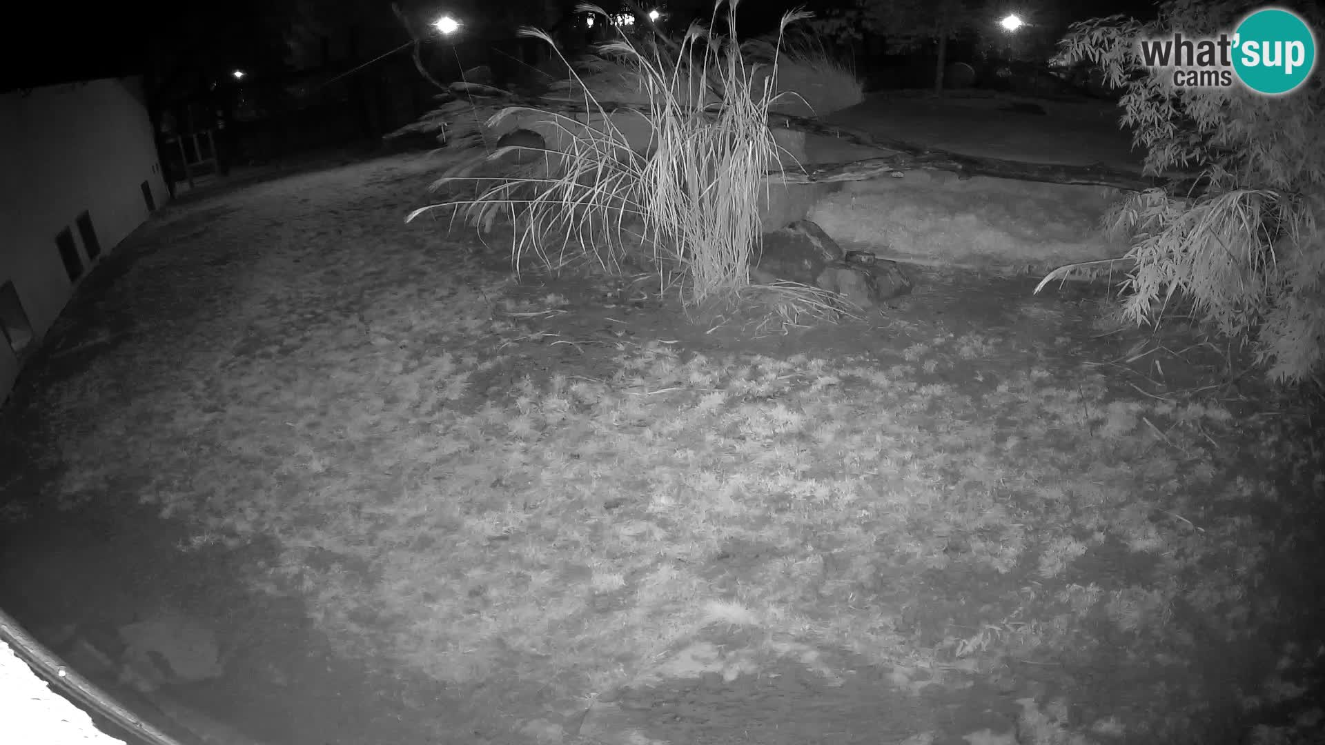 LION live Webcam in Ljubljana Zoo – Slovenia