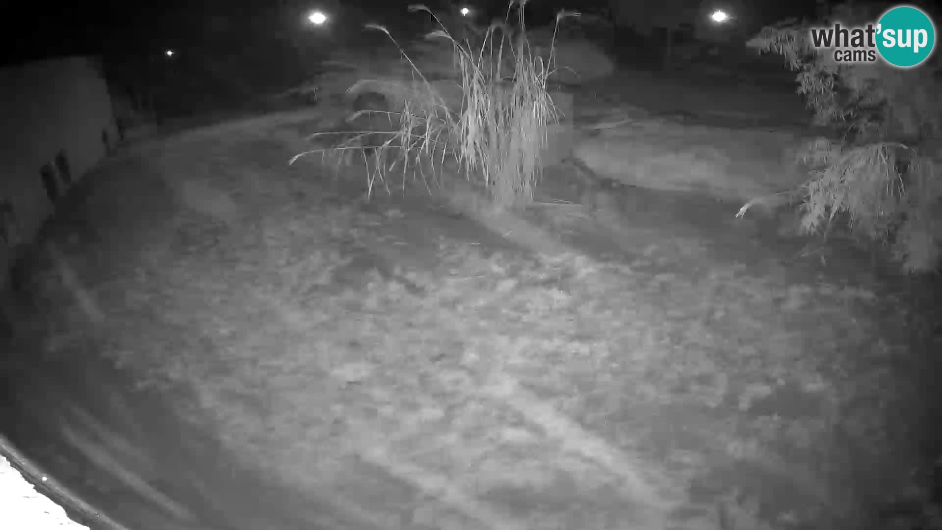 LEONE live Webcam nello zoo di Lubiana – Slovenia