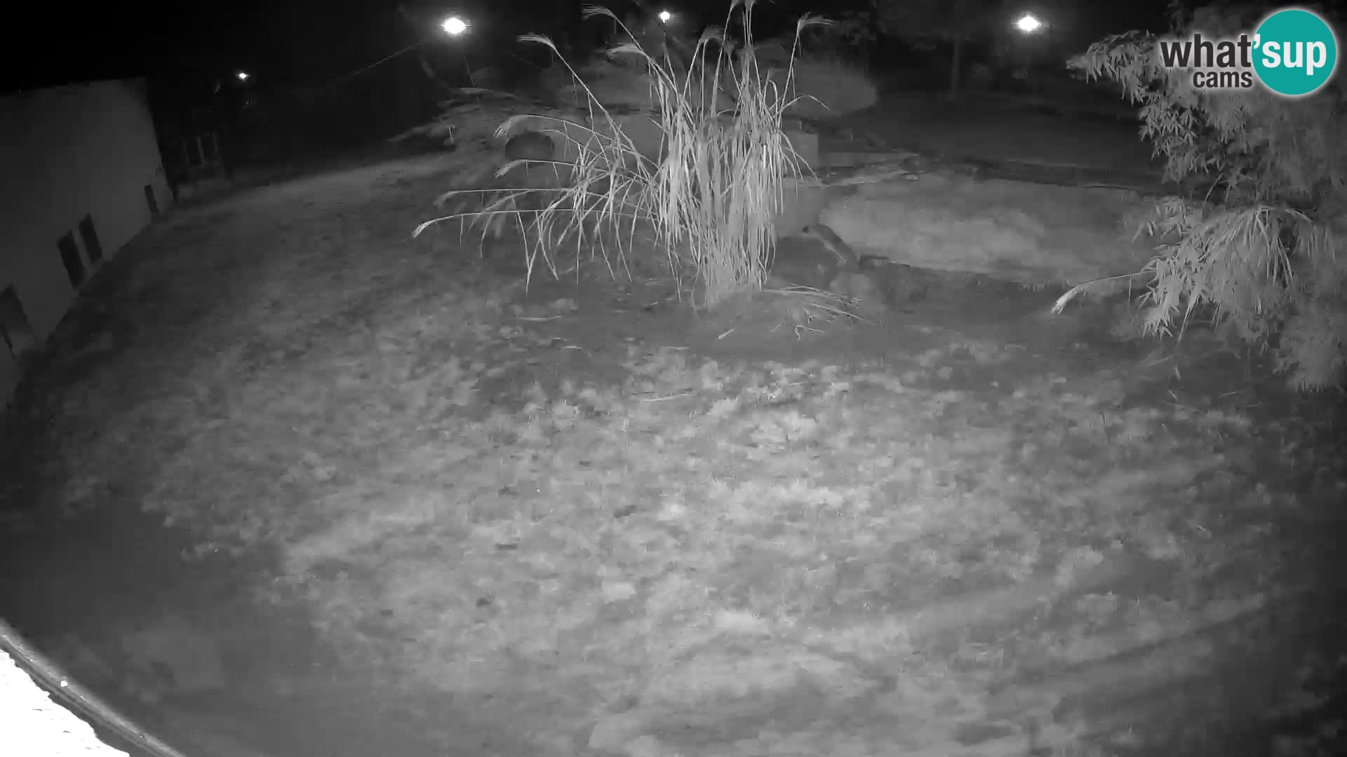 LEONE live Webcam nello zoo di Lubiana – Slovenia