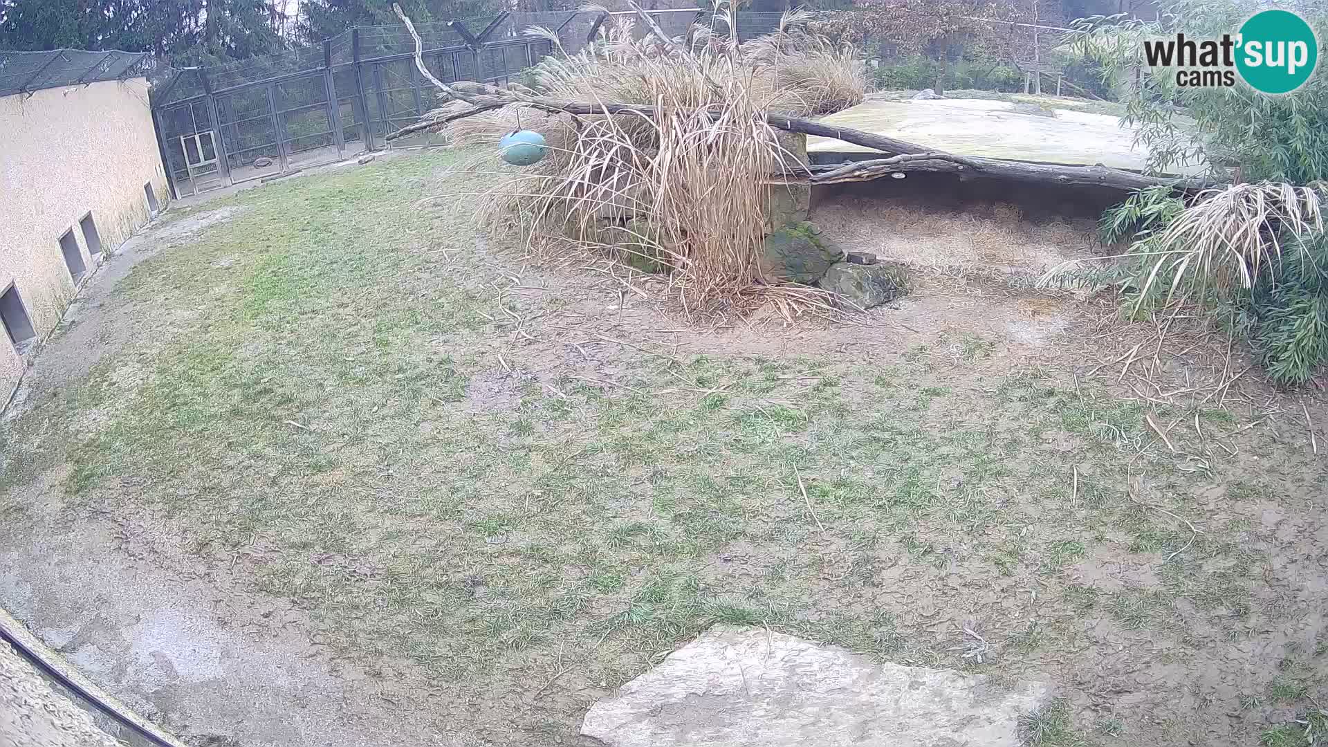 LEONE live Webcam nello zoo di Lubiana – Slovenia