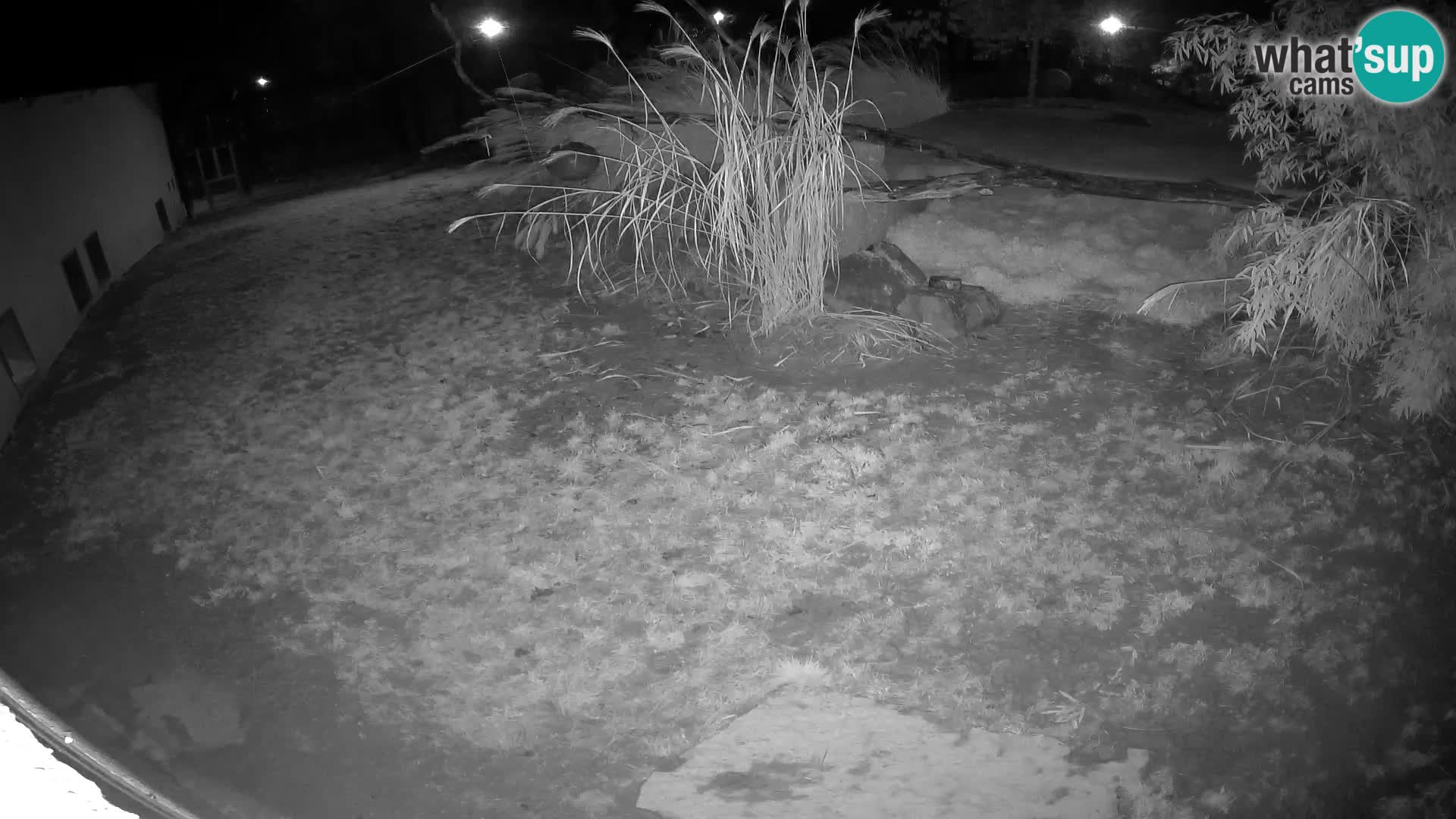 Löwe live Webcam im Zoo von Ljubljana – Slowenien