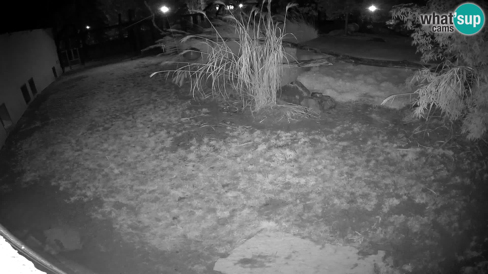 Löwe live Webcam im Zoo von Ljubljana – Slowenien