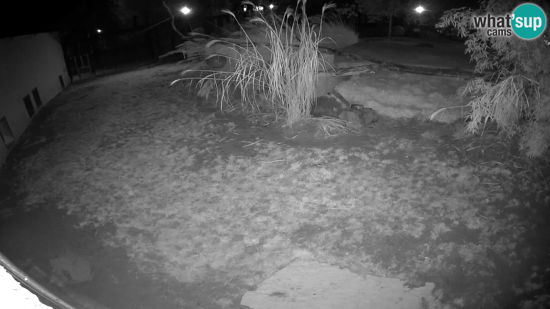 LION live Webcam in Ljubljana Zoo – Slovenia