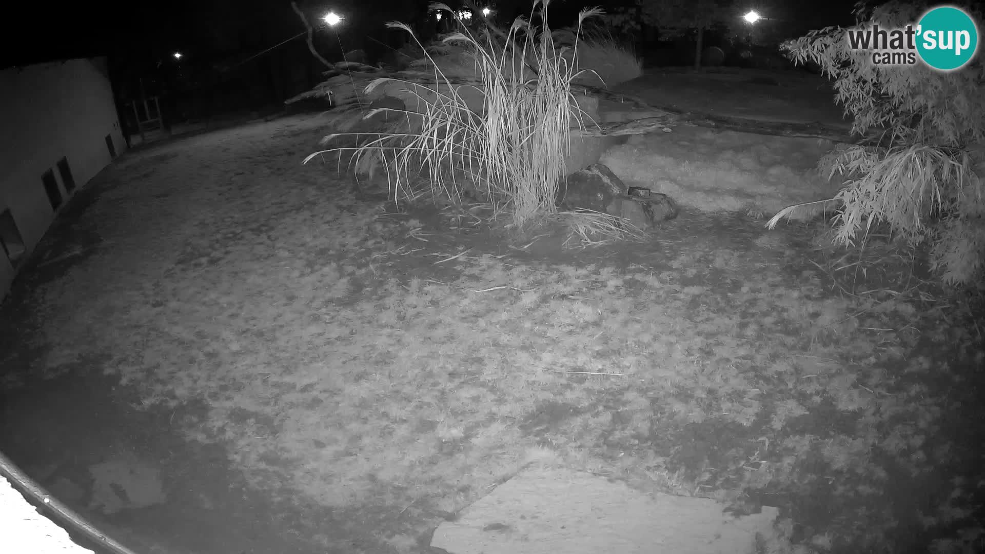 LION live Webcam in Ljubljana Zoo – Slovenia