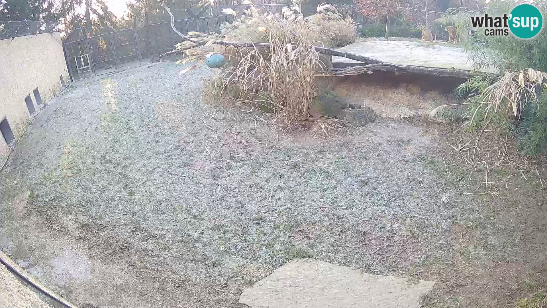 LION live Webcam in Ljubljana Zoo – Slovenia