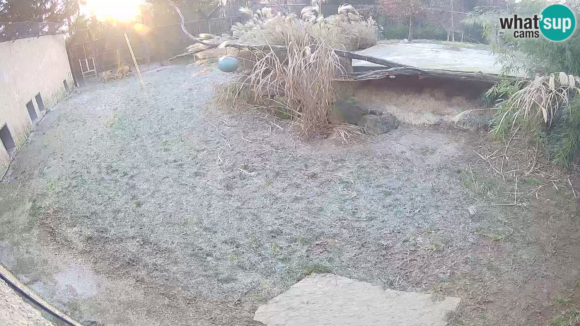 LION live Webcam in Ljubljana Zoo – Slovenia