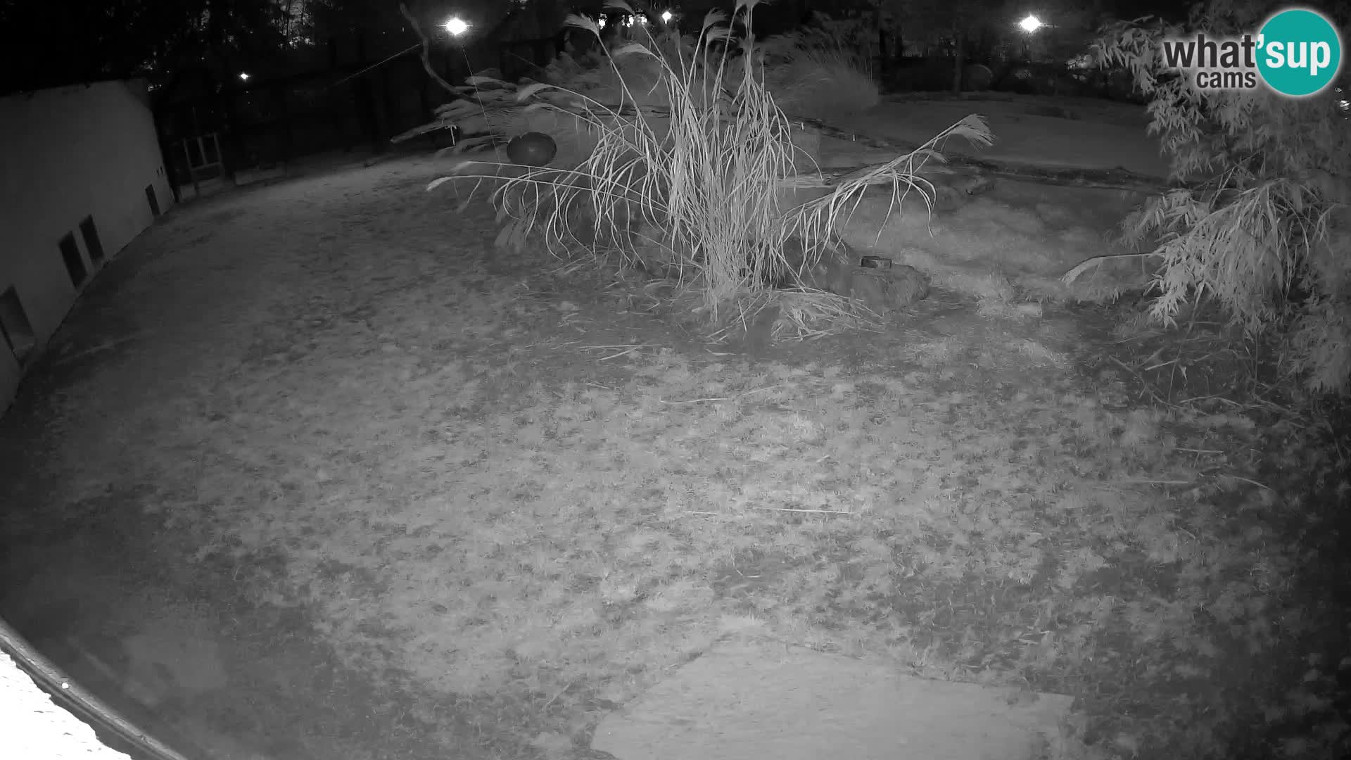 LION live Webcam in Ljubljana Zoo – Slovenia