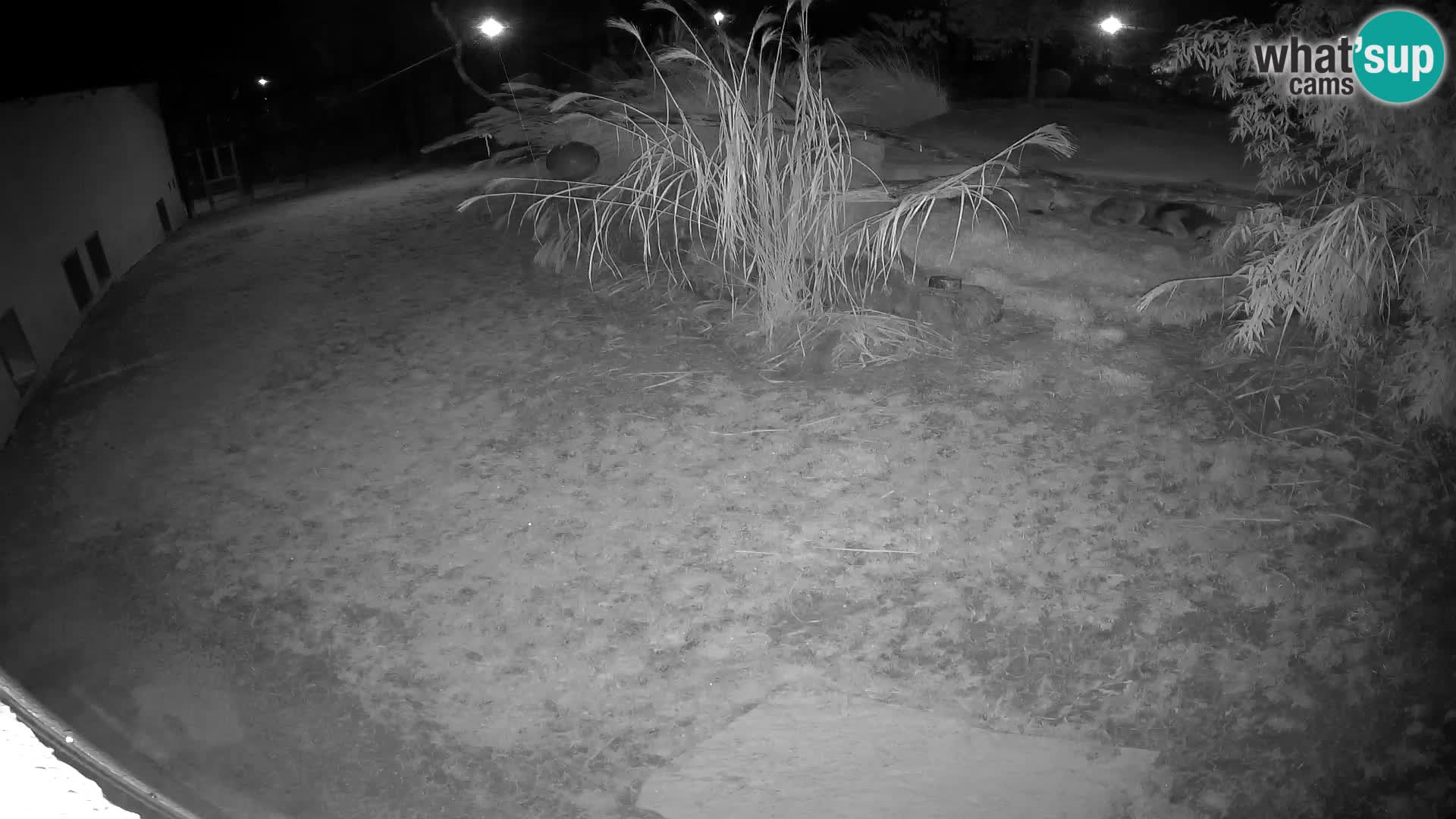 Lavovi web kamera uživo u ljubljanskom zoološkom vrtu – Slovenija