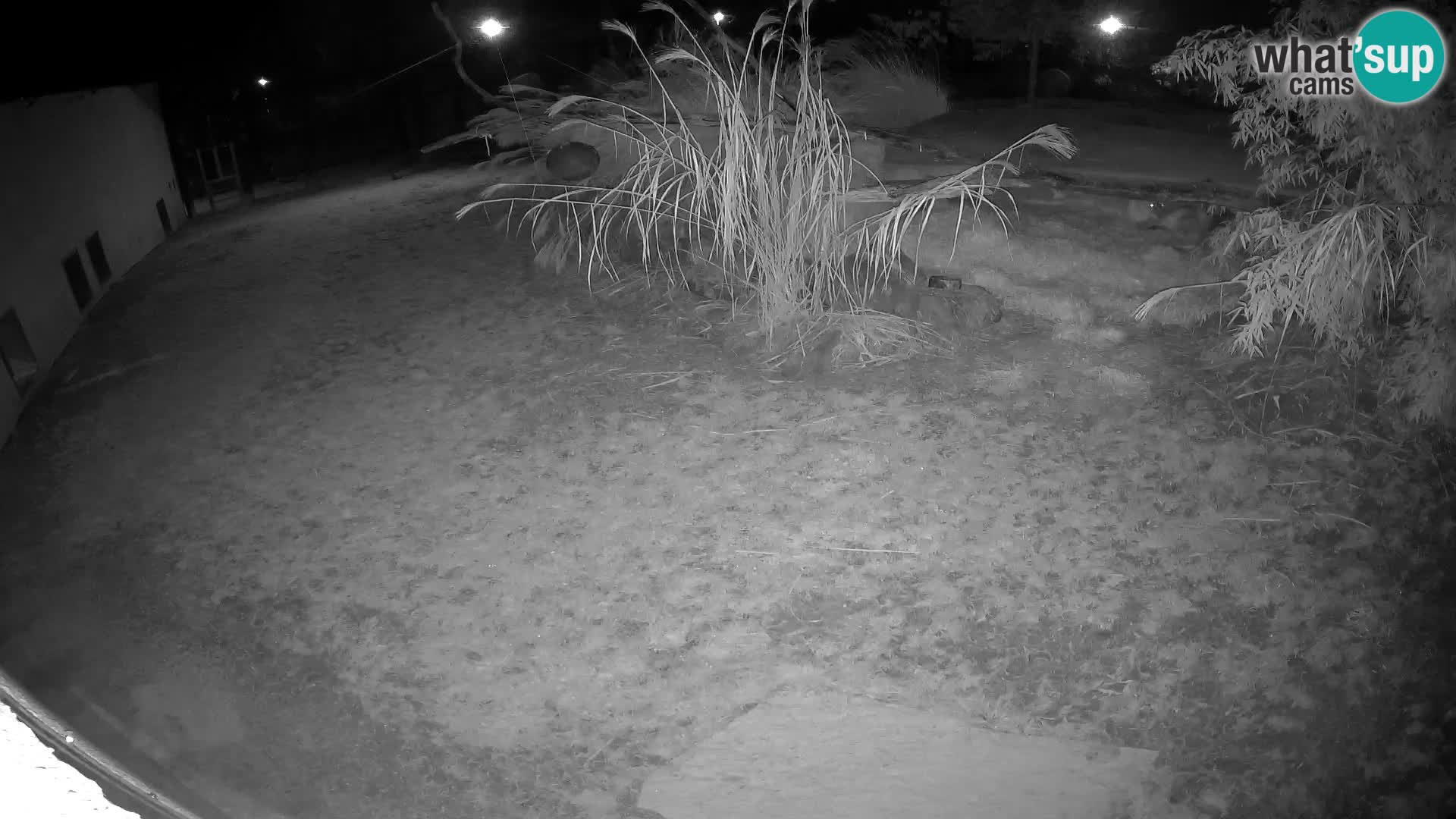 LION live Webcam in Ljubljana Zoo – Slovenia