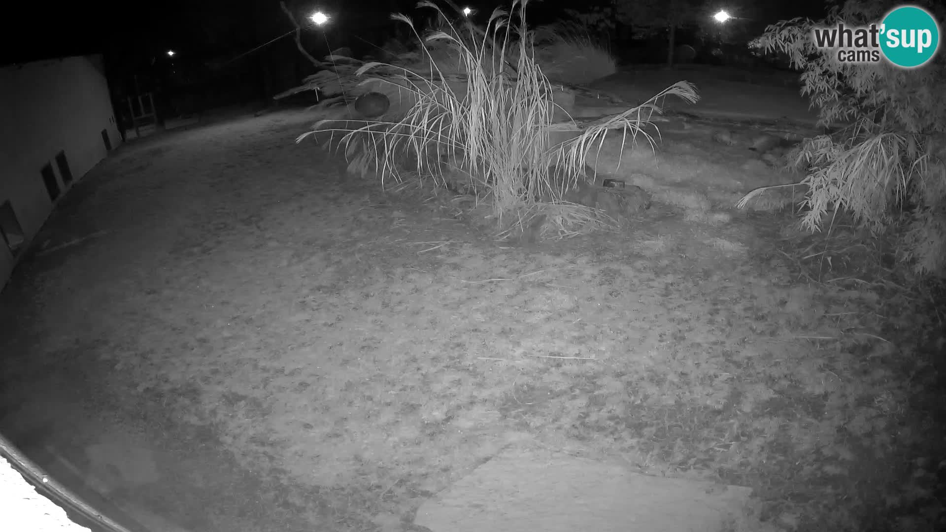 Lavovi web kamera uživo u ljubljanskom zoološkom vrtu – Slovenija