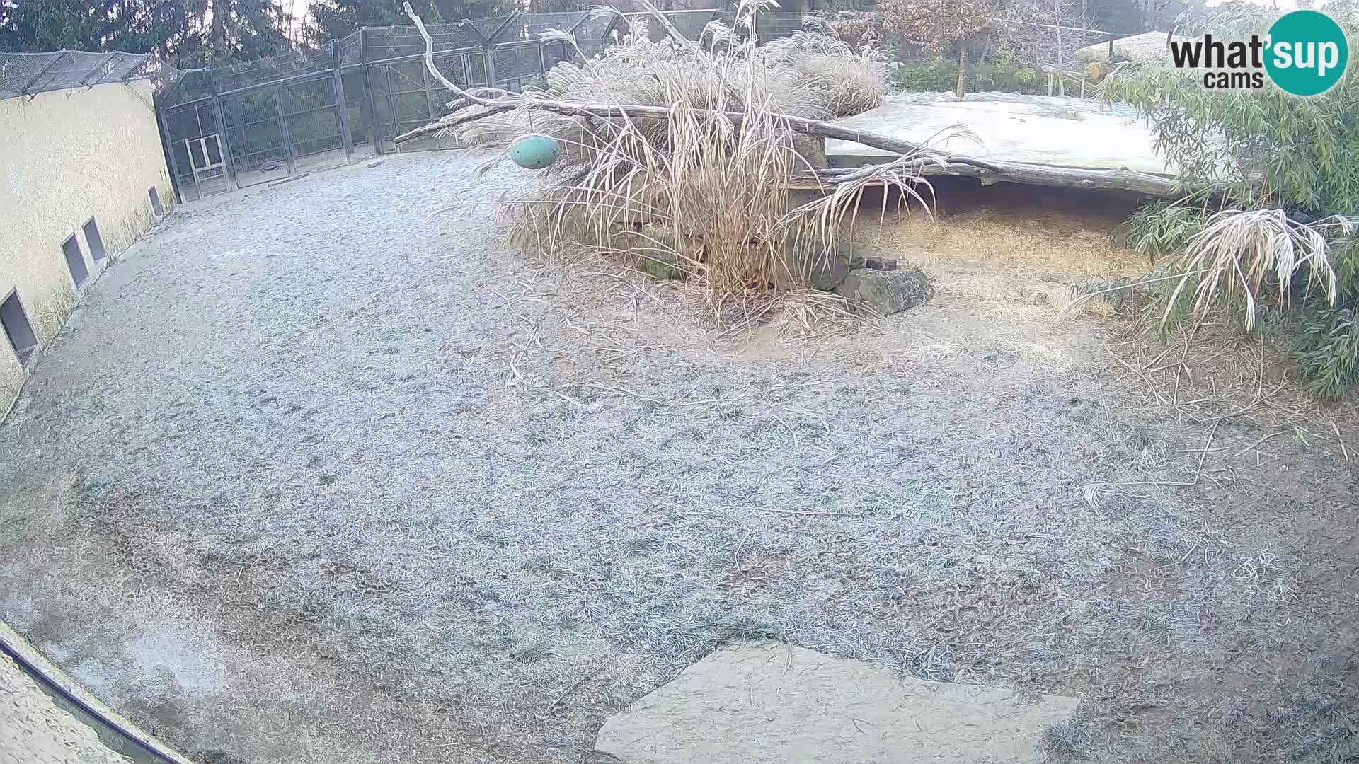 Lavovi web kamera uživo u ljubljanskom zoološkom vrtu – Slovenija