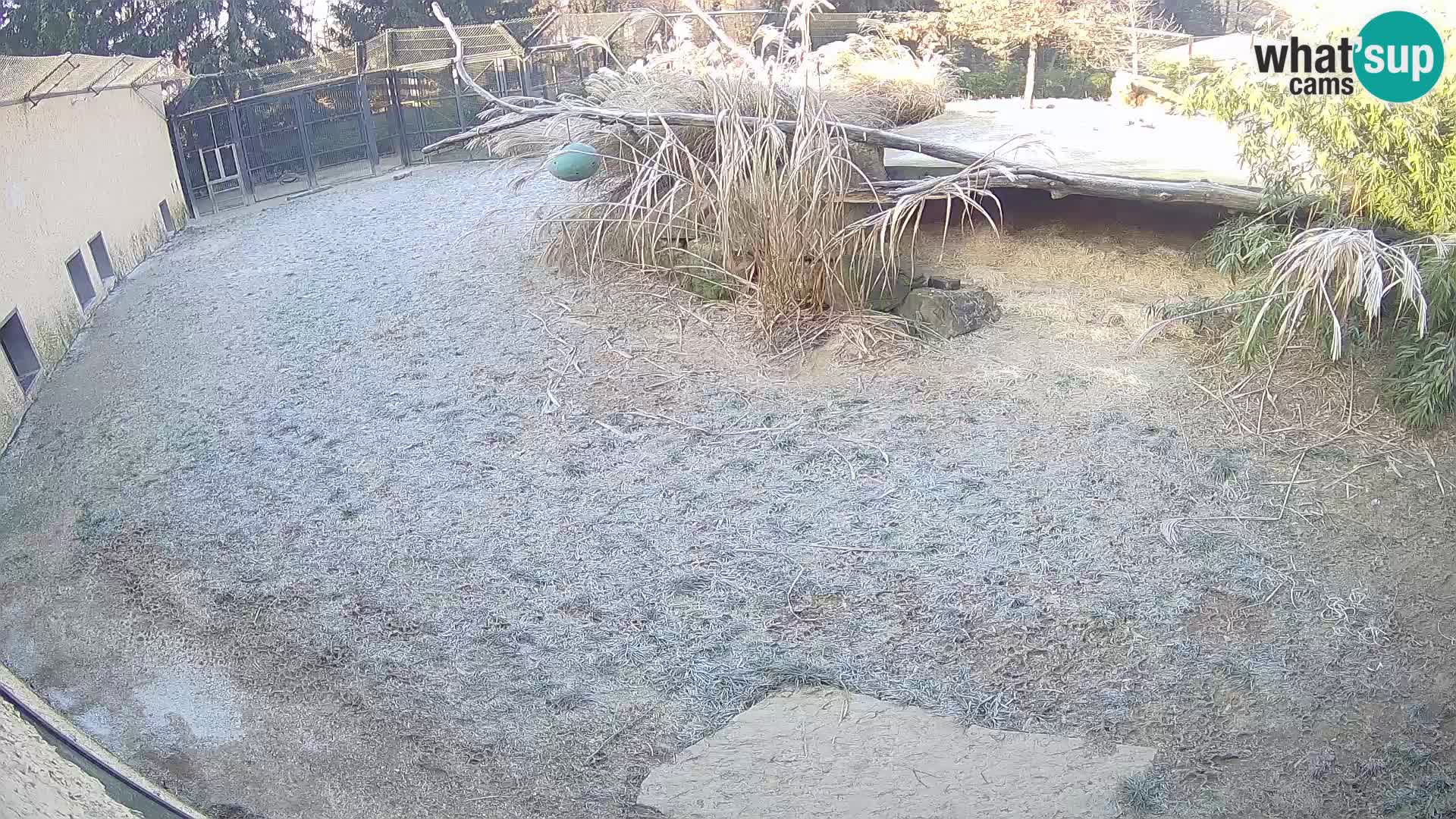 Lavovi web kamera uživo u ljubljanskom zoološkom vrtu – Slovenija