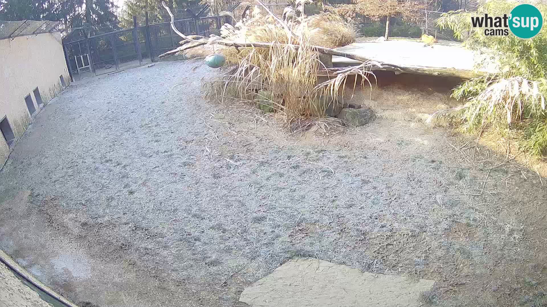 Lavovi web kamera uživo u ljubljanskom zoološkom vrtu – Slovenija