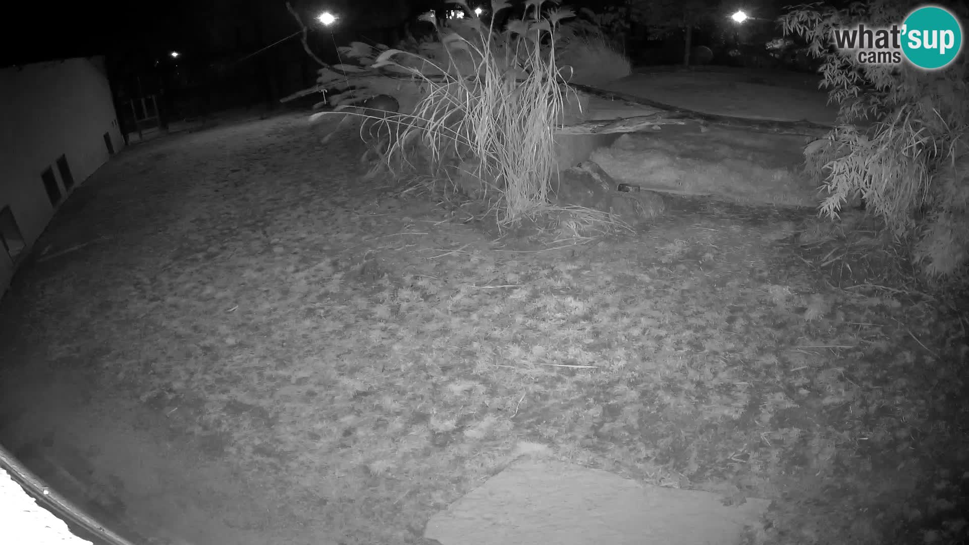 LEONE live Webcam nello zoo di Lubiana – Slovenia