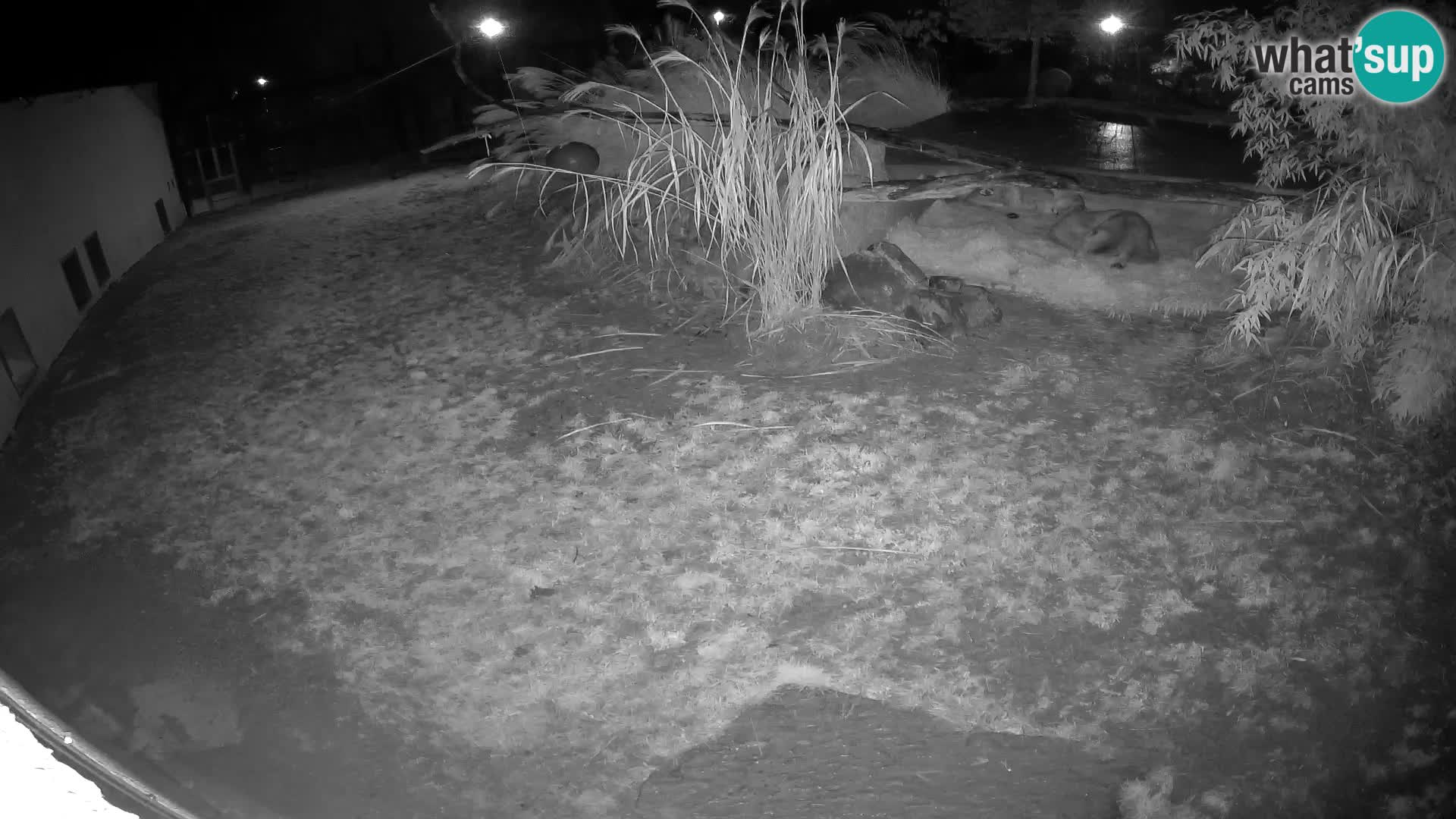 Löwe live Webcam im Zoo von Ljubljana – Slowenien