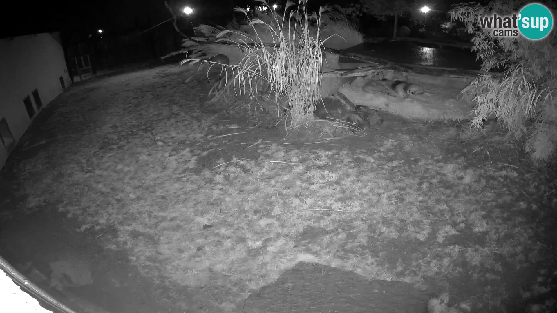 Löwe live Webcam im Zoo von Ljubljana – Slowenien