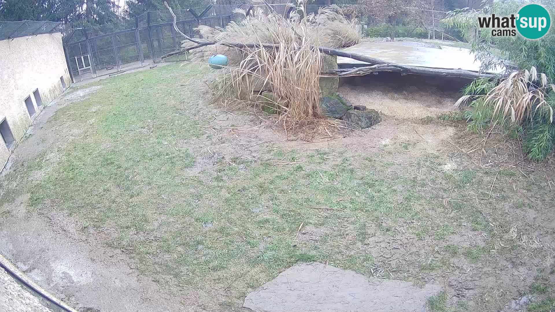 LION webcam en direct du zoo de Ljubljana – Slovénie