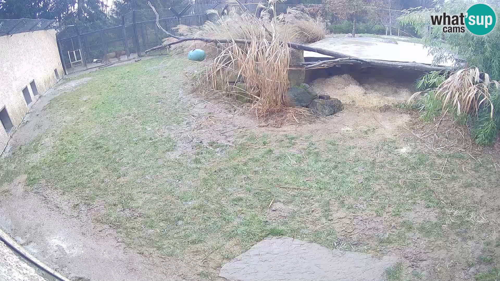 Löwe live Webcam im Zoo von Ljubljana – Slowenien