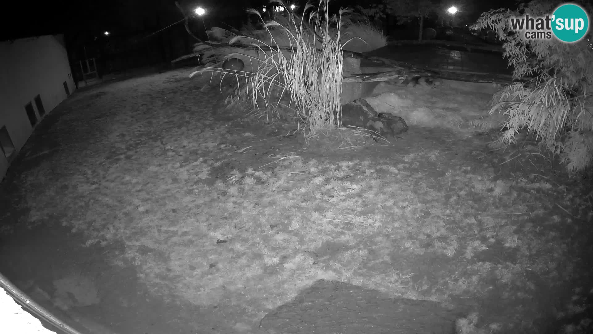 LION live Webcam in Ljubljana Zoo – Slovenia