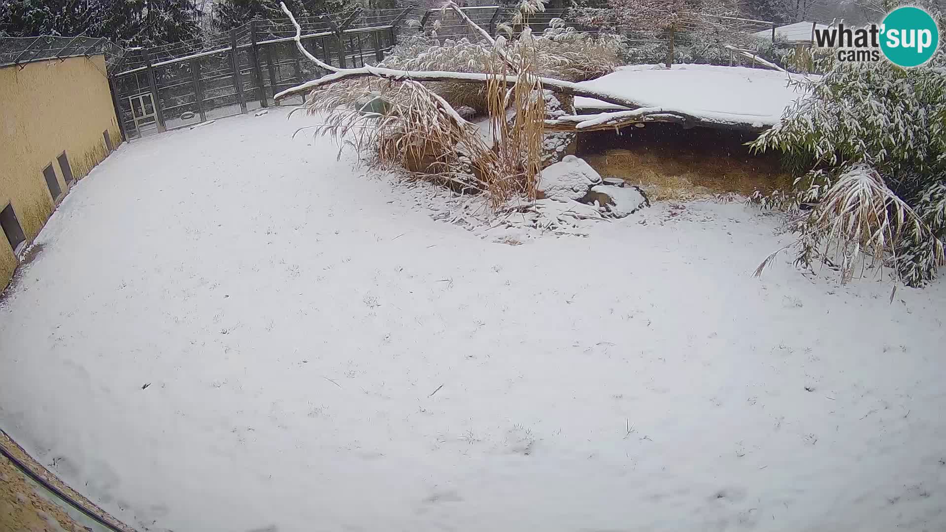 LEONE live Webcam nello zoo di Lubiana – Slovenia