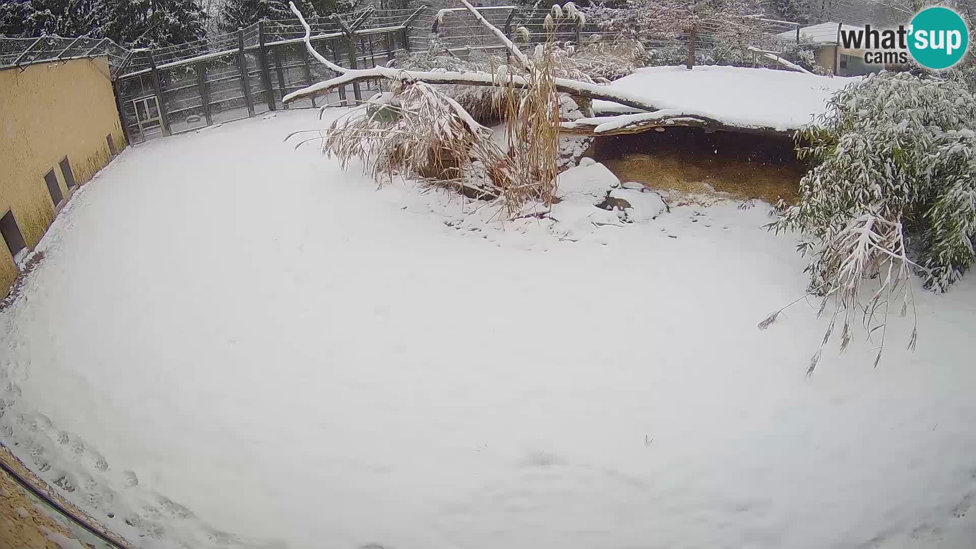 LEVI spletna kamera v živalskem vrtu Ljubljana Zoo