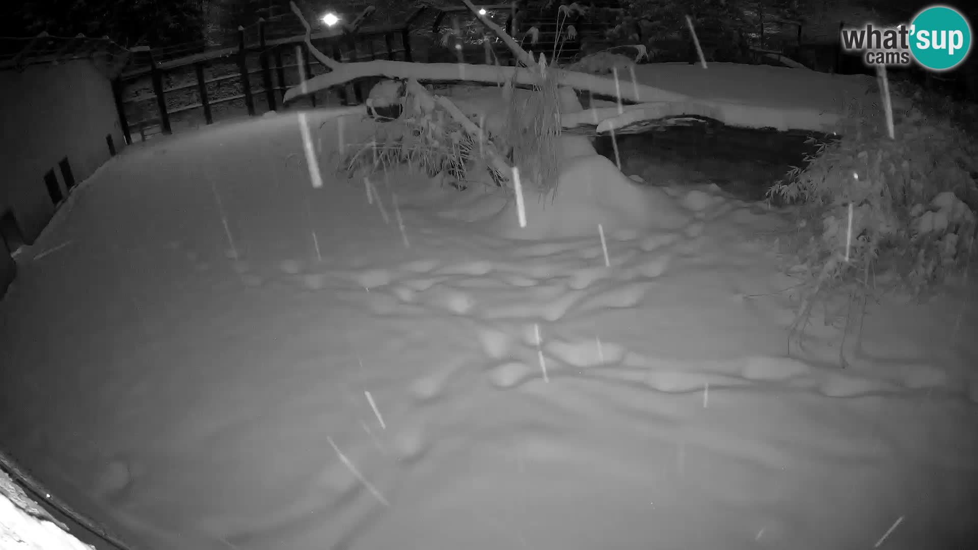 LION live Webcam in Ljubljana Zoo – Slovenia