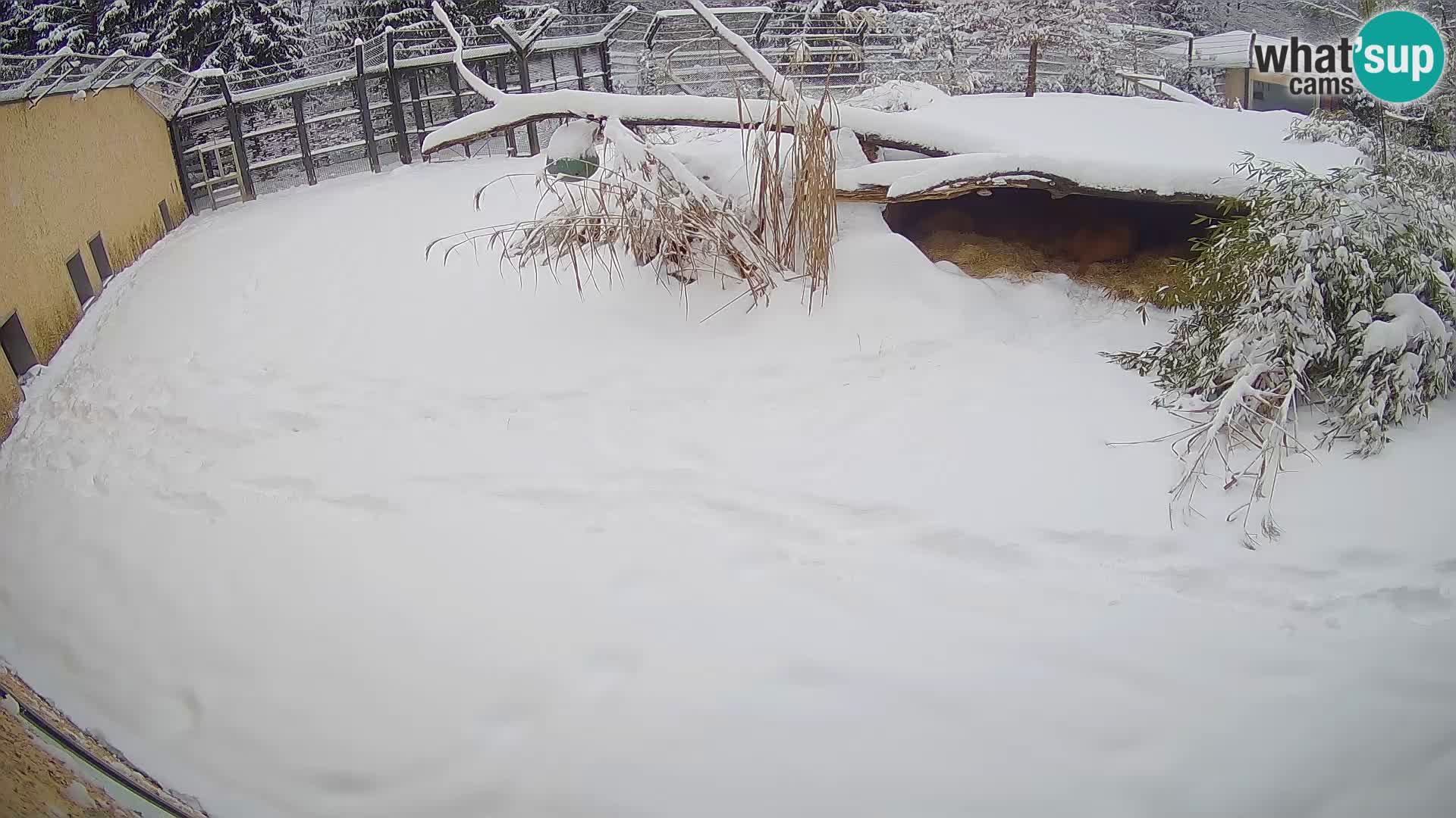 LEONE live Webcam nello zoo di Lubiana – Slovenia