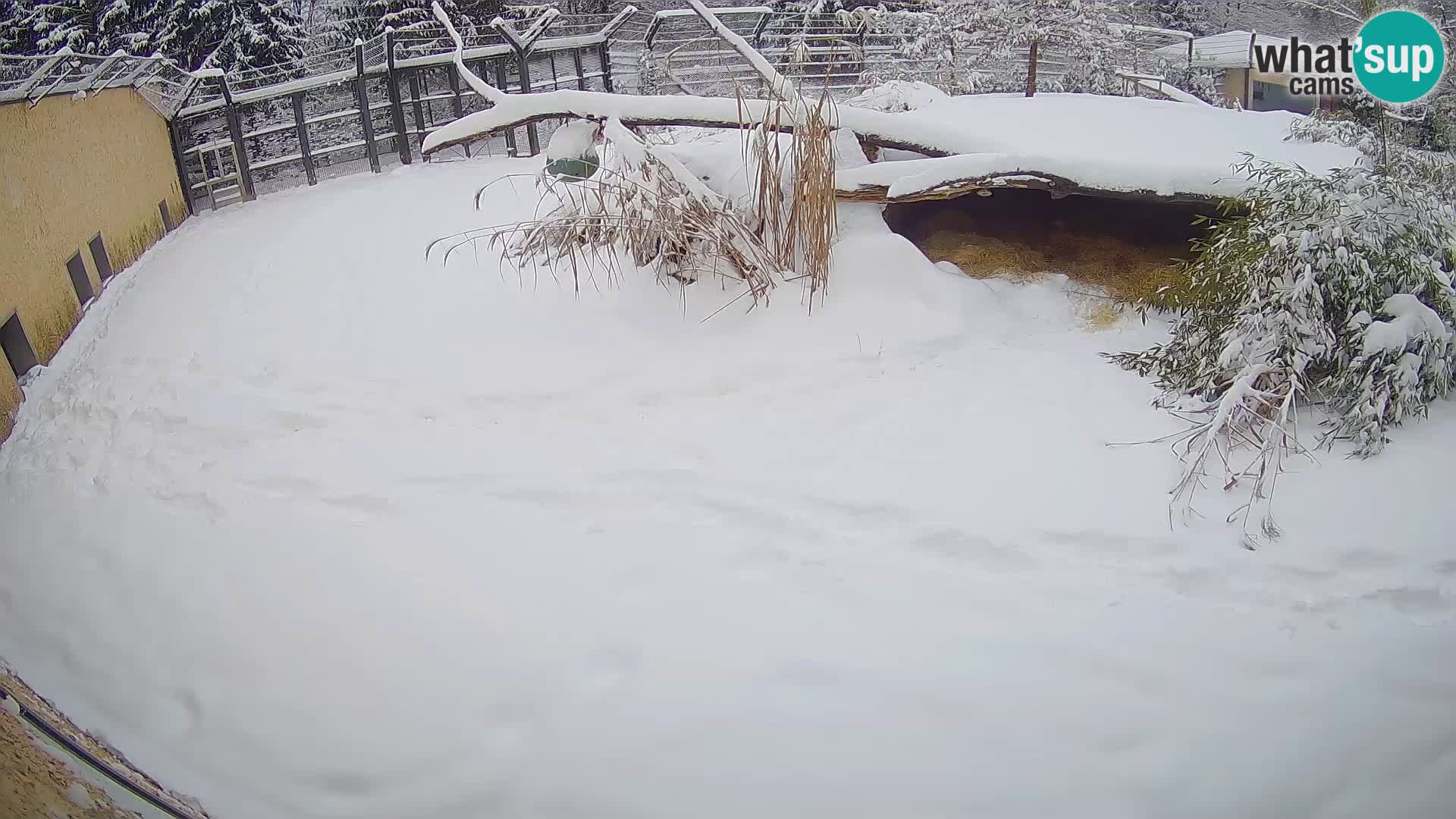 LEONE live Webcam nello zoo di Lubiana – Slovenia