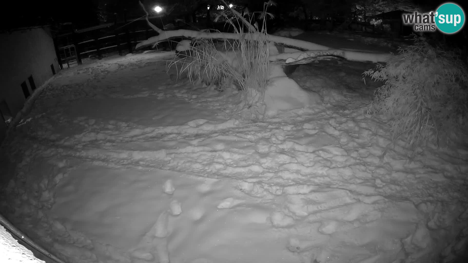 LION webcam en direct du zoo de Ljubljana – Slovénie