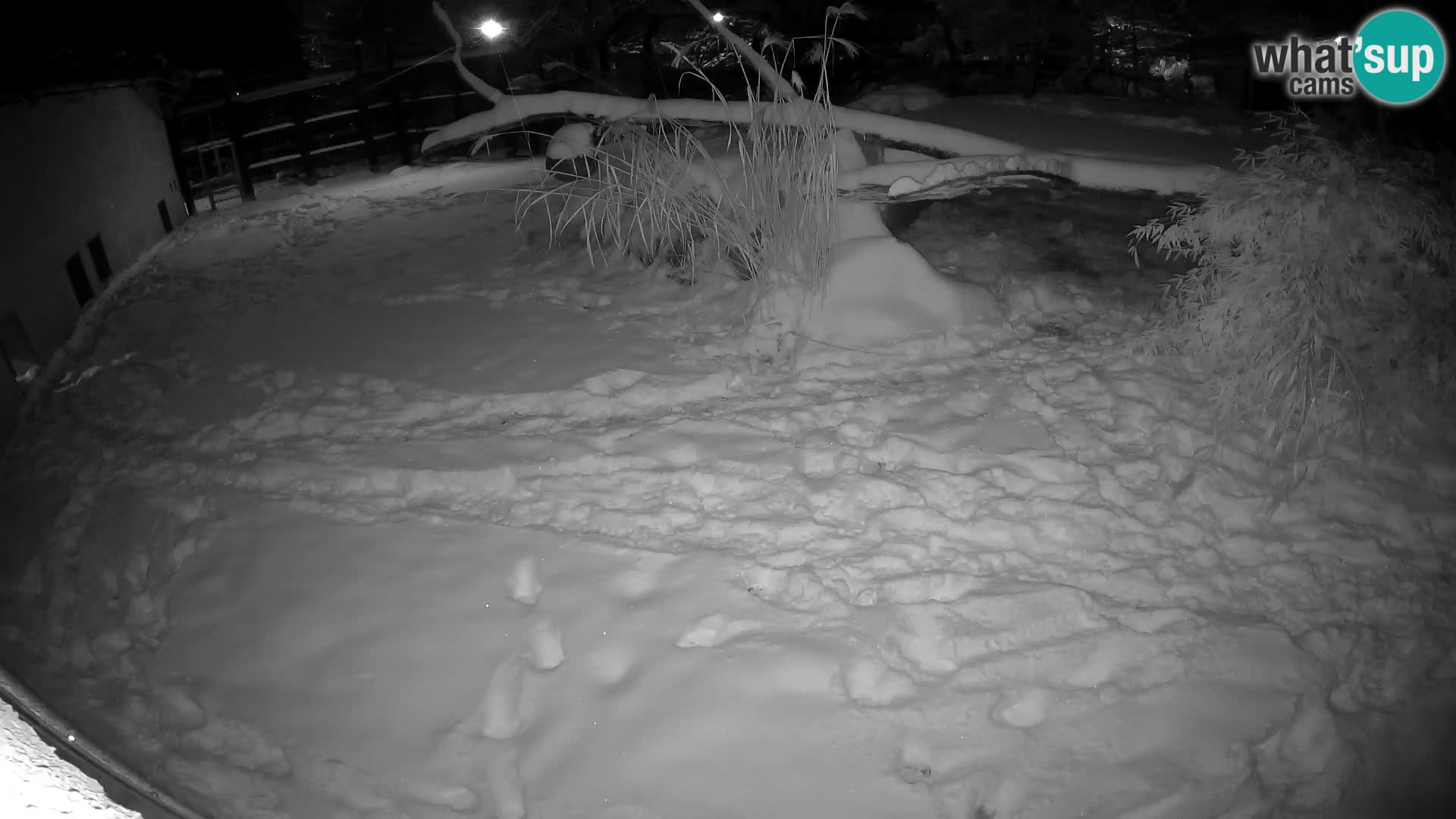 LION webcam en direct du zoo de Ljubljana – Slovénie