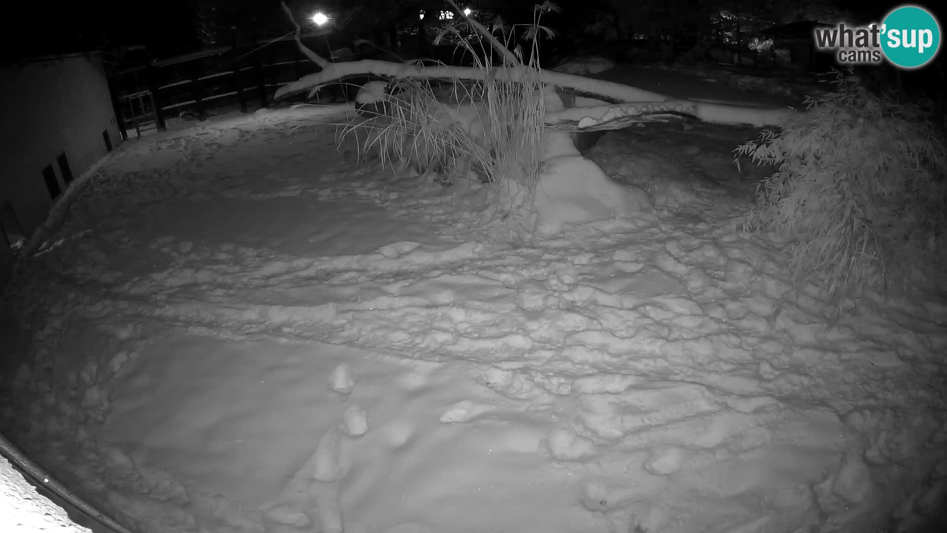 LEVI spletna kamera v živalskem vrtu Ljubljana Zoo