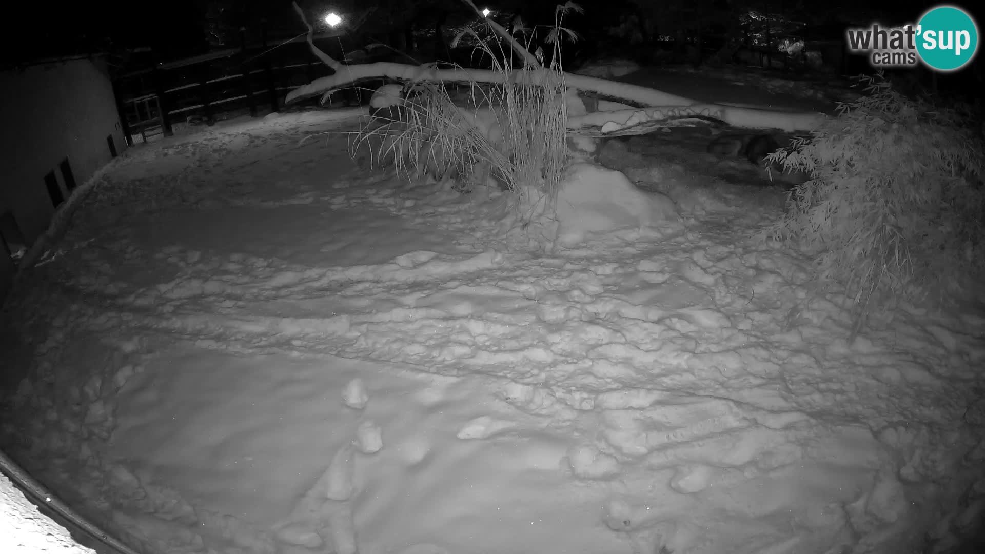 LEONE live Webcam nello zoo di Lubiana – Slovenia