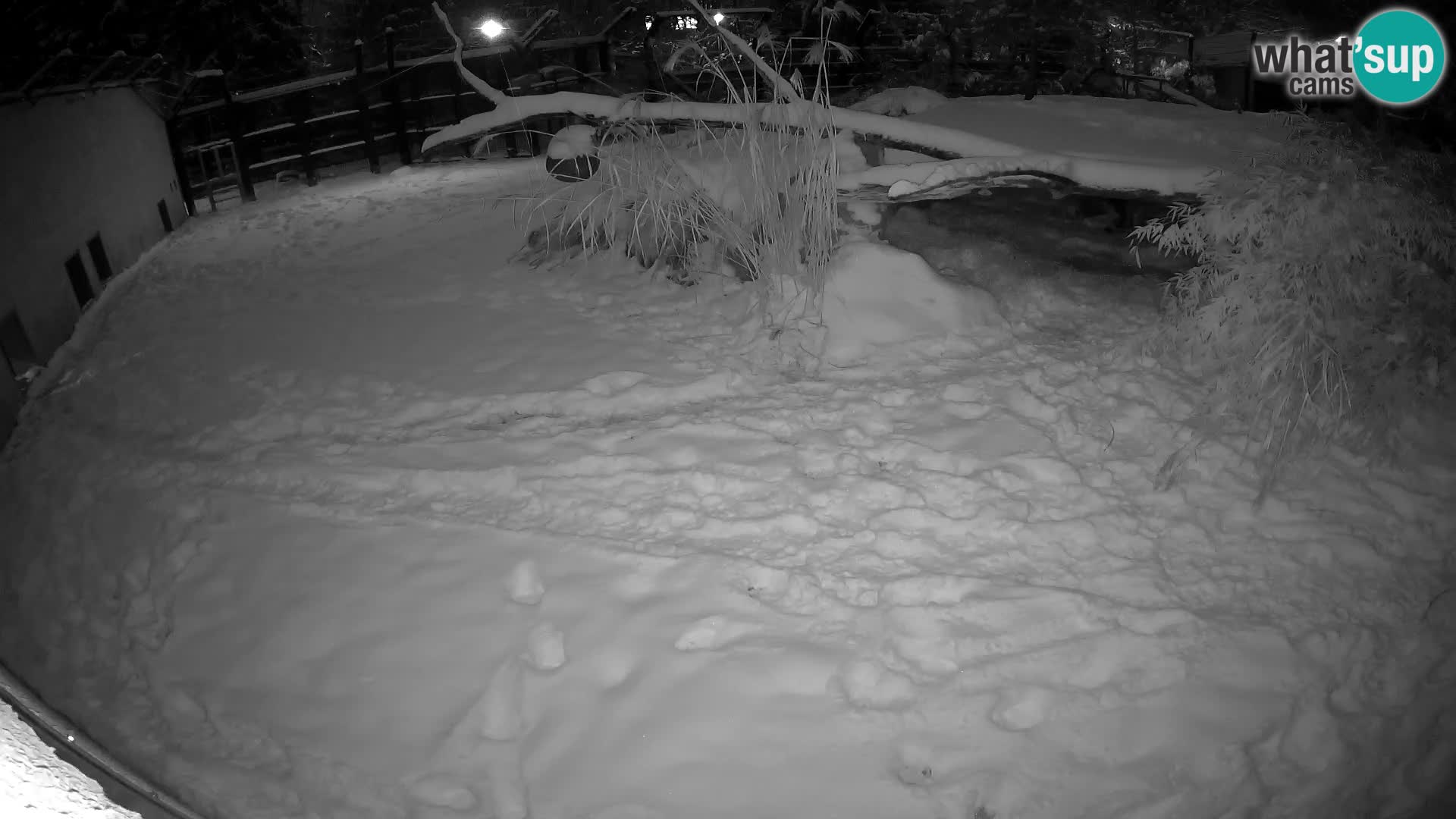 LEONE live Webcam nello zoo di Lubiana – Slovenia