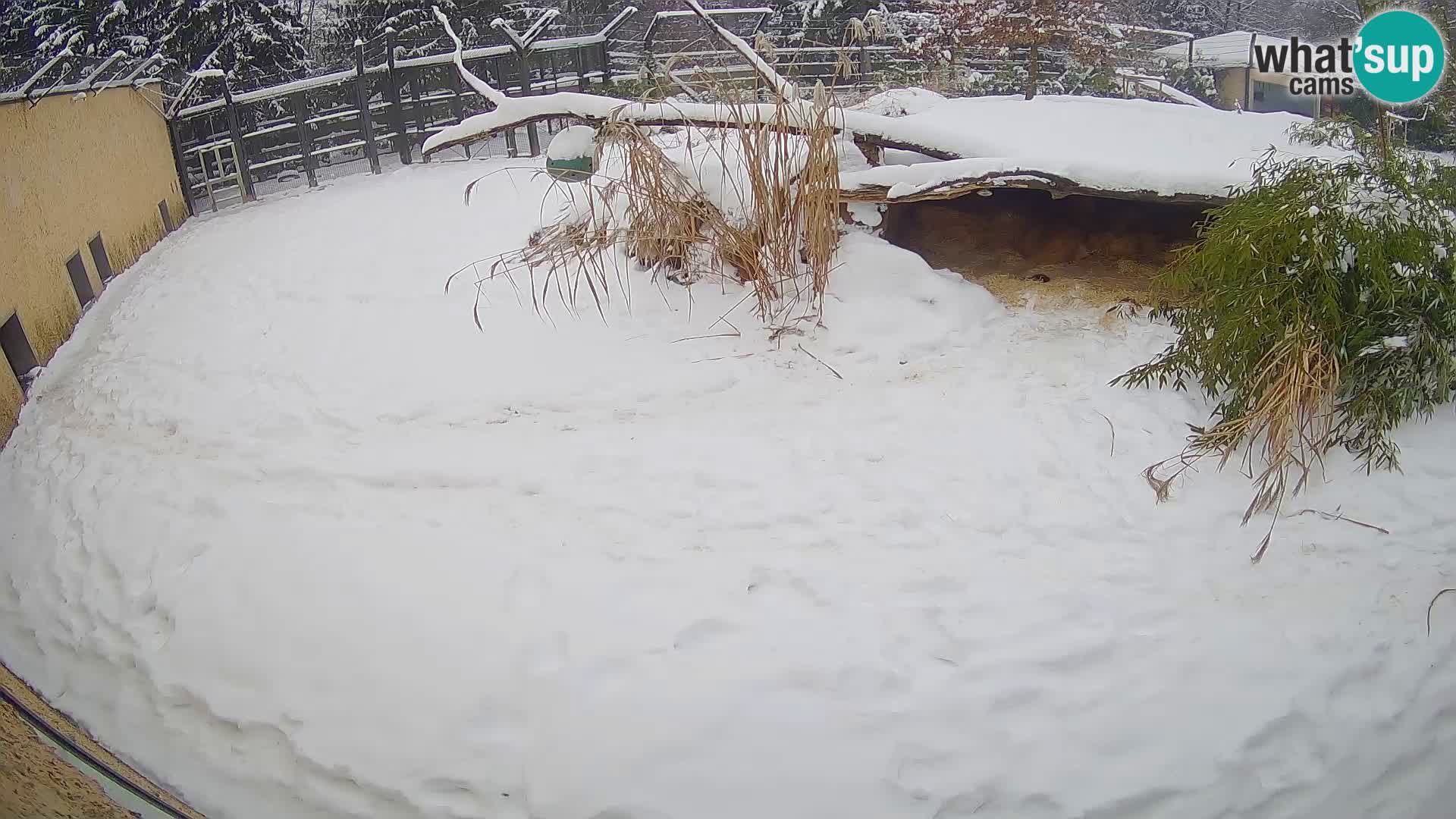 LEVI spletna kamera v živalskem vrtu Ljubljana Zoo