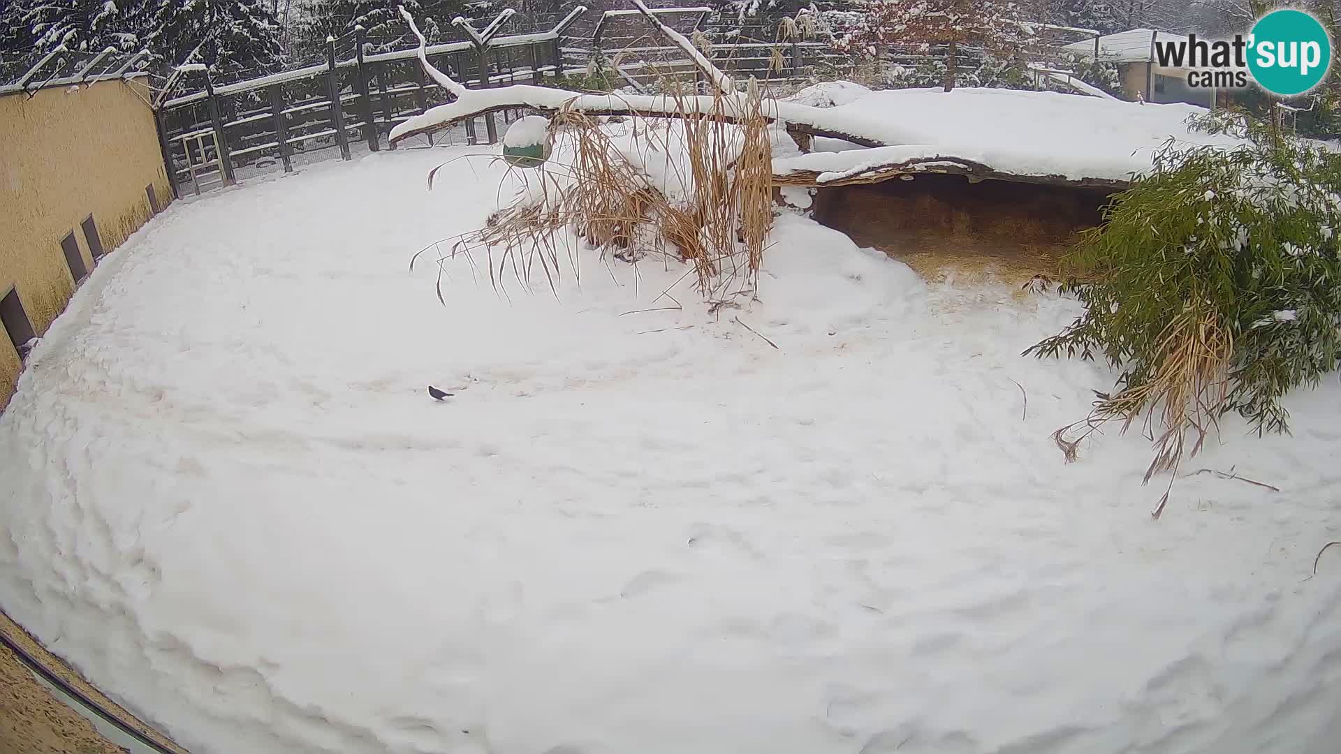 LEONE live Webcam nello zoo di Lubiana – Slovenia