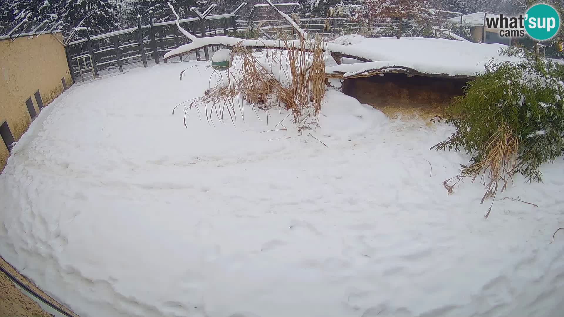 LION webcam en direct du zoo de Ljubljana – Slovénie