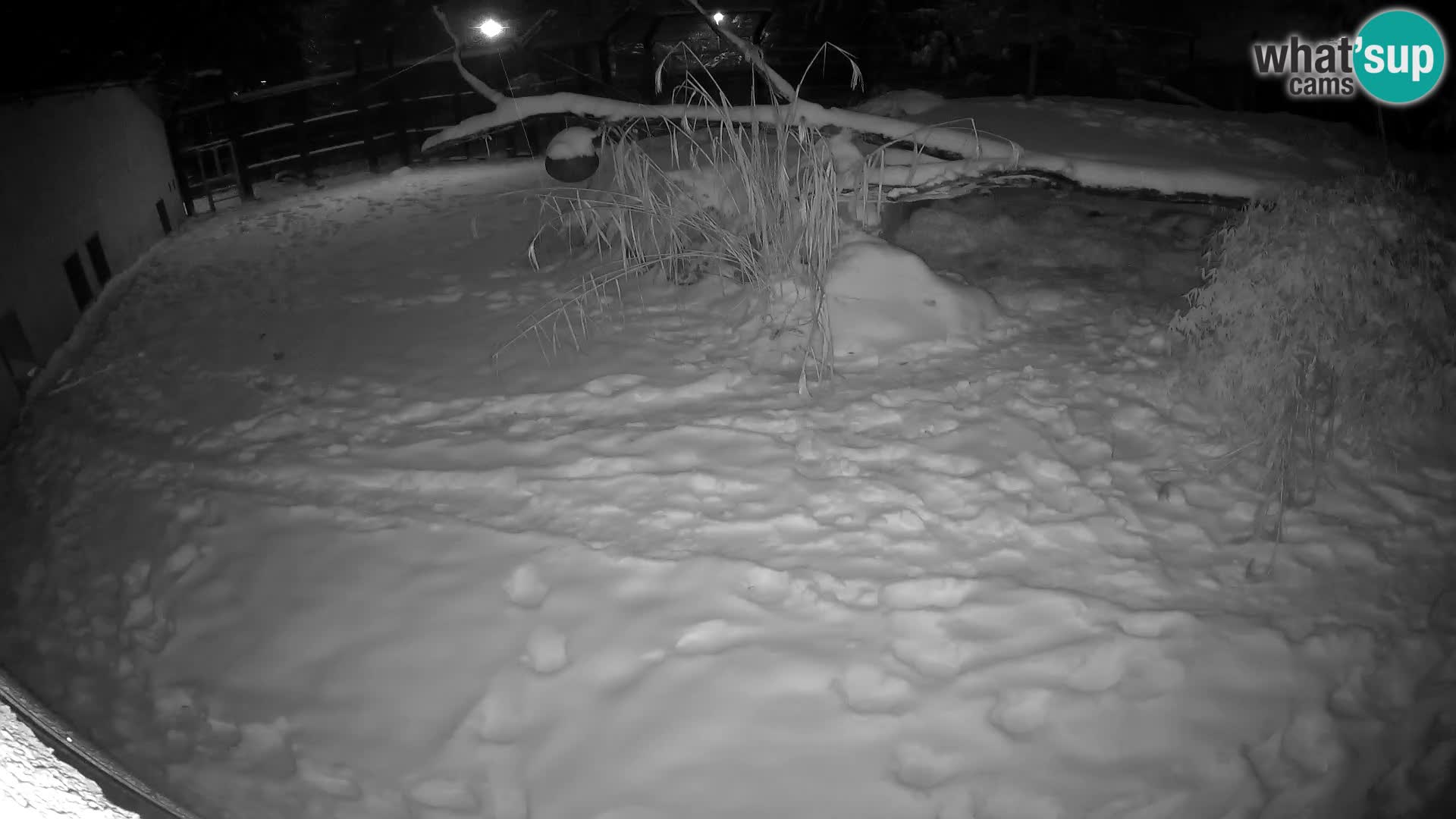 Löwe live Webcam im Zoo von Ljubljana – Slowenien