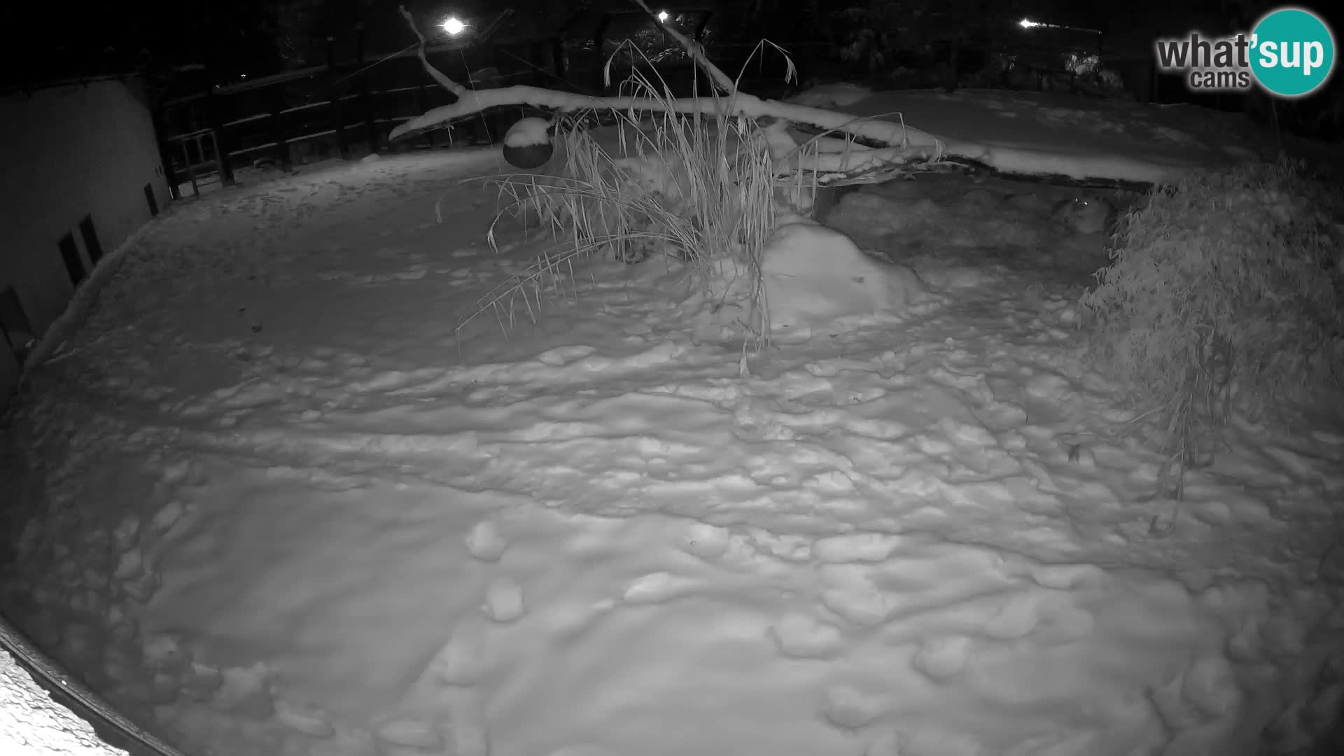 LEONE live Webcam nello zoo di Lubiana – Slovenia