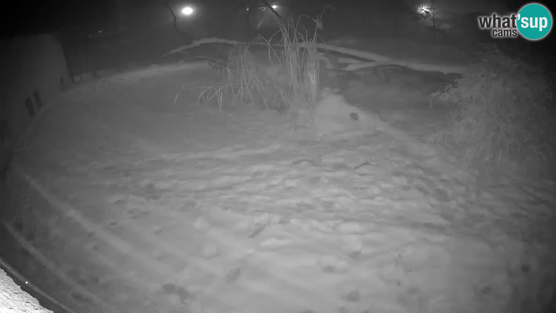 LEONE live Webcam nello zoo di Lubiana – Slovenia