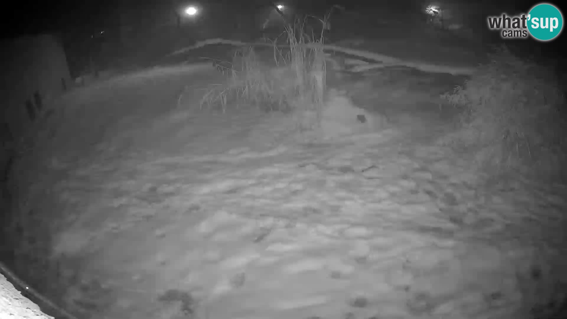 LION live Webcam in Ljubljana Zoo – Slovenia